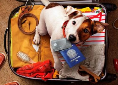 Cachorro-passaporte-mala